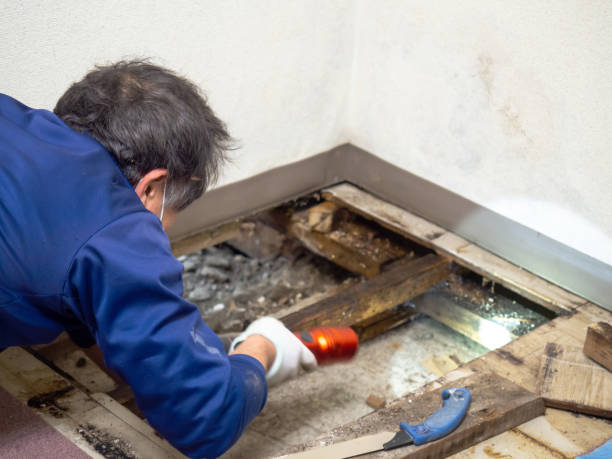 Crawl Space Mold Removal in Theresa, WI