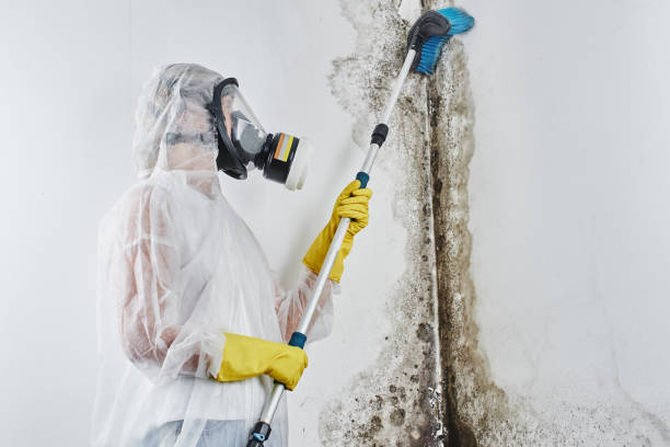 Best Mold Cleaning Services  in Theresa, WI