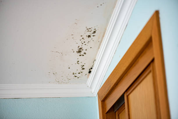 Best Mold Testing and Removal  in Theresa, WI