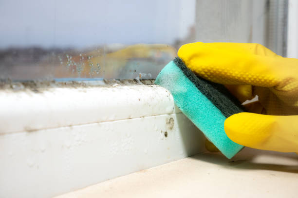 Mold Removal and Inspection in Theresa, WI
