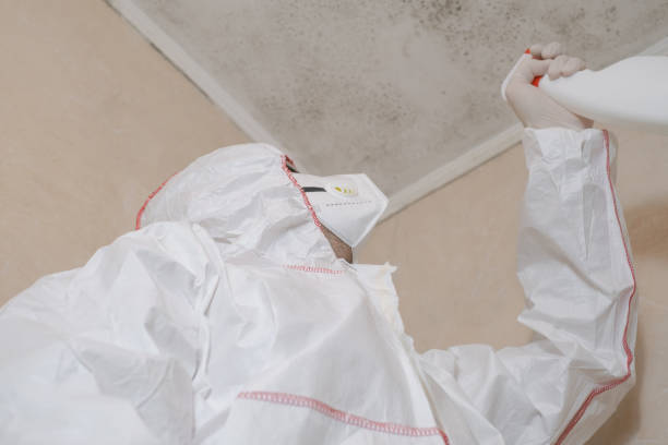 Best Toxic Mold Removal  in Theresa, WI