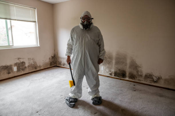 Best Attic Mold Removal  in Theresa, WI