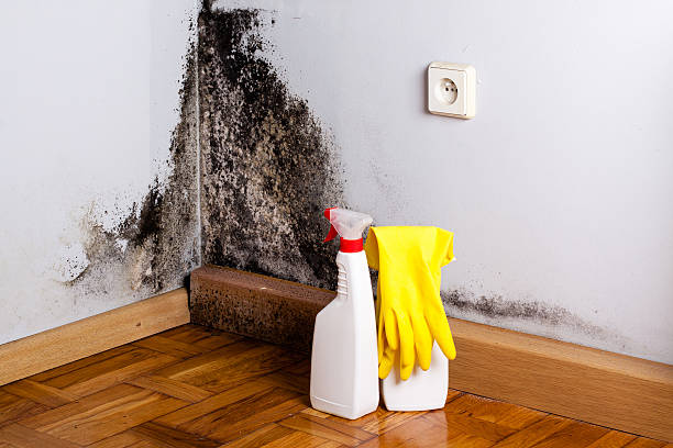 Best Mold Remediation  in Theresa, WI