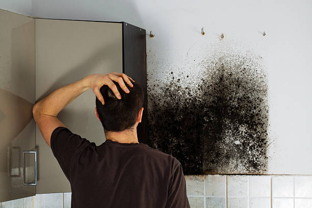Best Commercial Mold Removal  in Theresa, WI