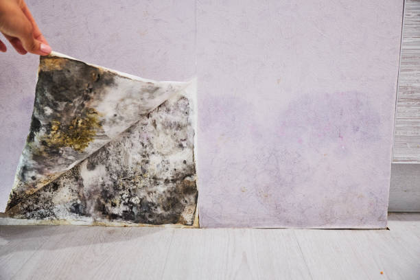 Certified Mold Removal in Theresa, WI
